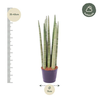Sansevieria cylindrica 'Spaghetti' - (40 cm - ø10,5)