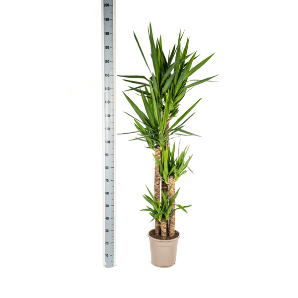 Yucca Elephantipes (160cm - Ø27cm) Plant Greenify