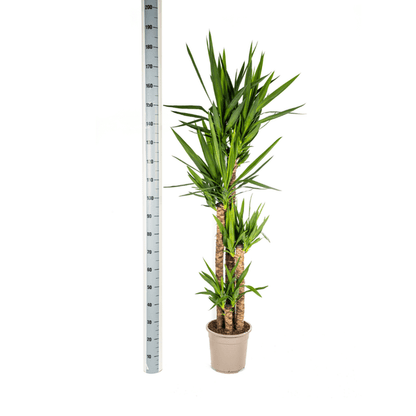 Yucca Elephantipes (160cm - Ø27cm) Plant Greenify