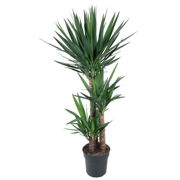 Yucca Elephantipes zonder pot (140 cm - ø27)