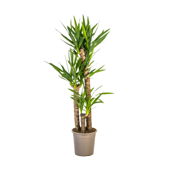 Yucca Elephantipes (130cm - Ø24cm) Plant Greenify