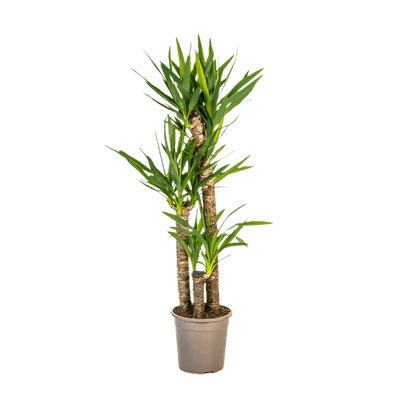 Yucca Elephantipes (130cm - Ø24cm) Plant Greenify