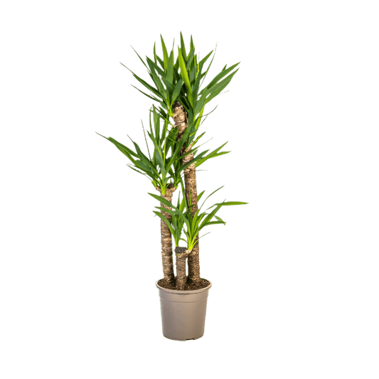 Yucca Elephantipes (130cm - Ø24cm) Plant Greenify