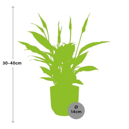 Spathiphyllum lepelplant (30-40 cm hoog + 12 cm Torelli in ELHO Vibes Fold 14cm) Plant Greenify