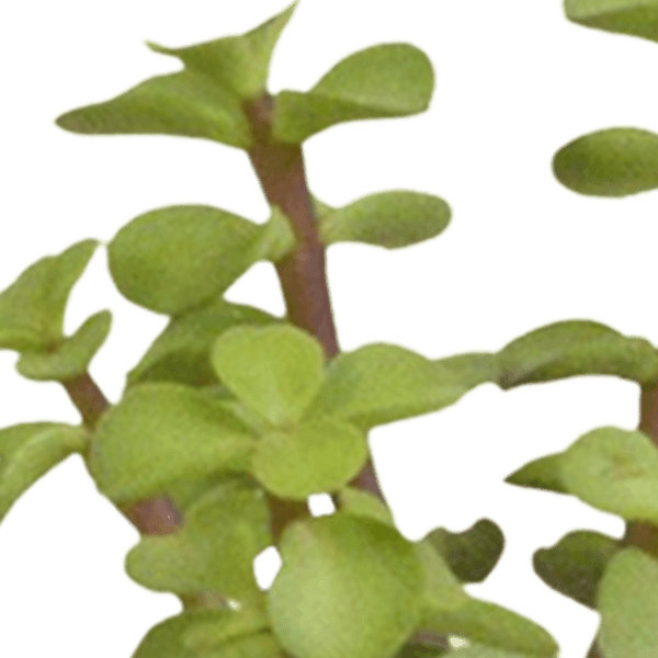 Cactus en vetplanten mix (Ø5.5 cm & in diverse potten) Plant Greenify
