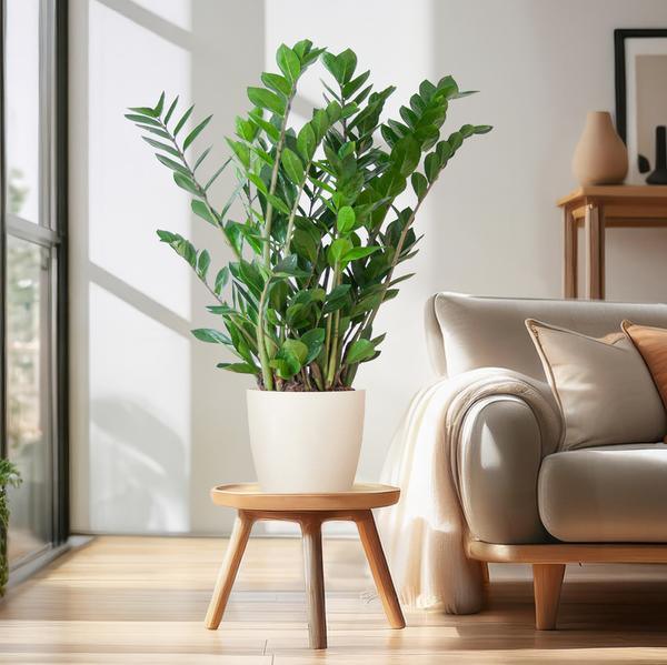 Zamioculcas Zamiifolia met Yuki wit (80cm - Ø21) Plant Greenify