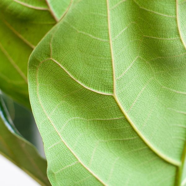 Ficus Lyrata stam inclusief elho Vibes Fold Round (160 cm - Ø30) Plant Greenify