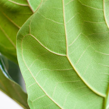 Ficus Lyrata stam inclusief elho Vibes Fold Round (160 cm - Ø30) Plant Greenify