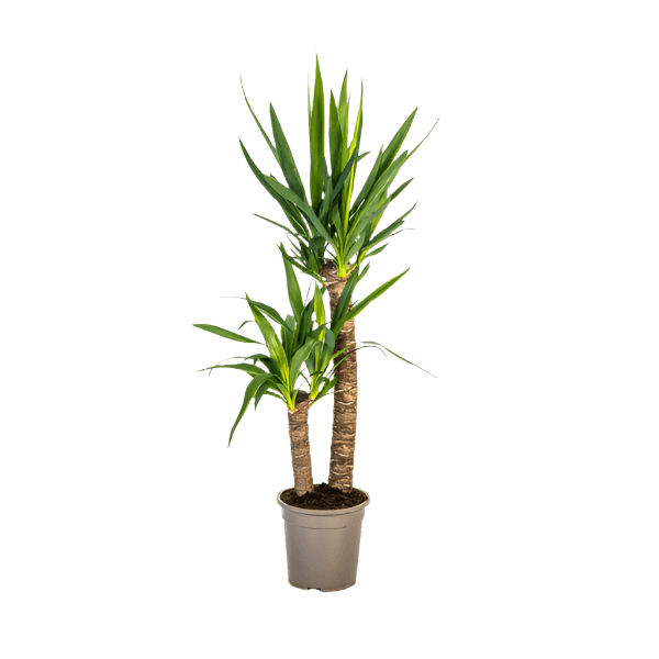 Yucca Elephantipes (80cm - Ø19cm) Plant Greenify