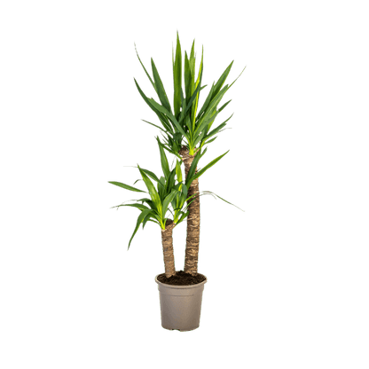Yucca Elephantipes (80cm - Ø19cm) Plant Greenify