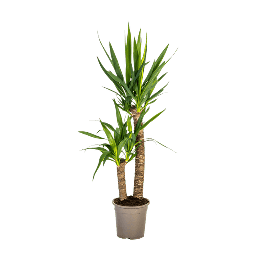 Yucca Elephantipes (80cm - Ø19cm) Plant Greenify