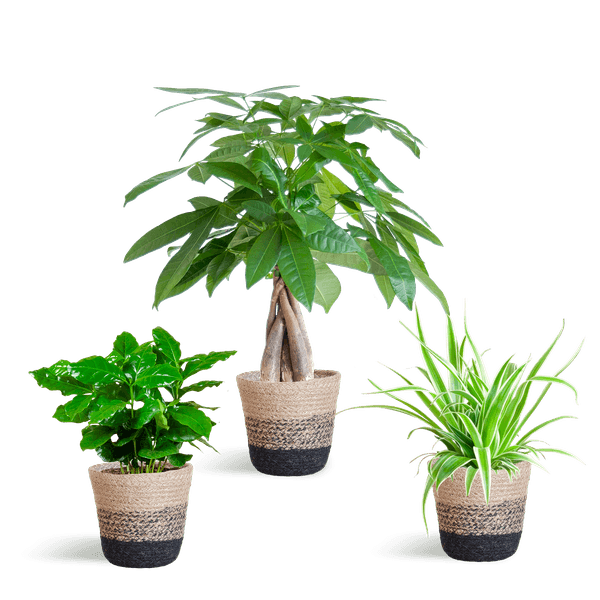 Diervriendelijke Plantenbox (3 plantjes inclusief Mand Jimmi zwart Ø12) Plant Greenify