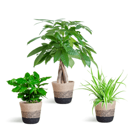 Diervriendelijke Plantenbox (3 plantjes inclusief Mand Jimmi zwart Ø12) Plant Greenify