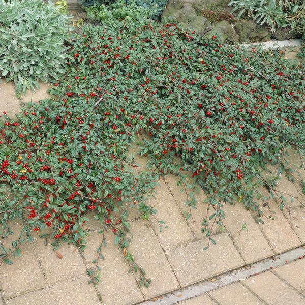 Cotoneaster dammeri | 10-25cm - Ø9cm Plant Greenify
