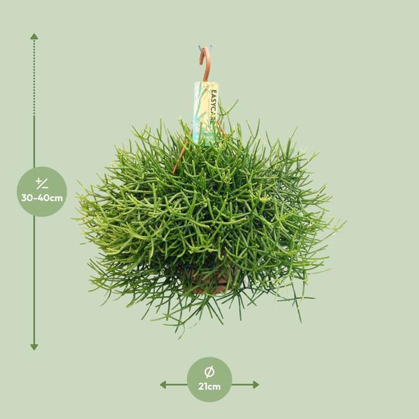 Rhipsalis Heteroclada (Ø21cm - 40cm) Plant Greenify