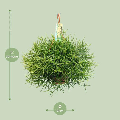 Rhipsalis Heteroclada (Ø21cm - 40cm) Plant Greenify