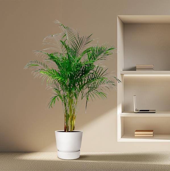 Dypsis Lutescens of Areca Palm (170 cm - ø24) Plant Greenify