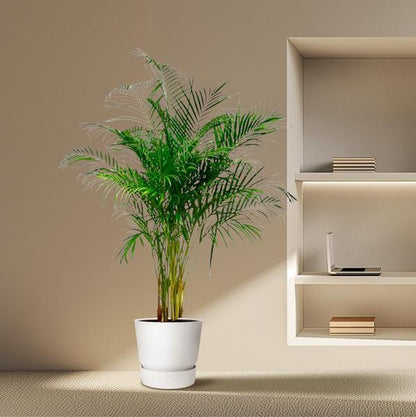 Dypsis Lutescens of Areca Palm (170 cm - ø24) Plant Greenify