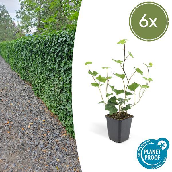 Hedera Hibernica | 10-25cm - Ø9cm Plant Greenify