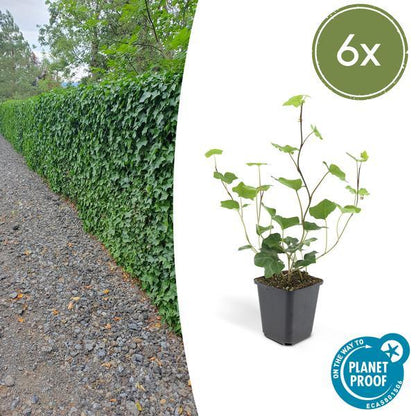Hedera Hibernica | 10-25cm - Ø9cm Plant Greenify