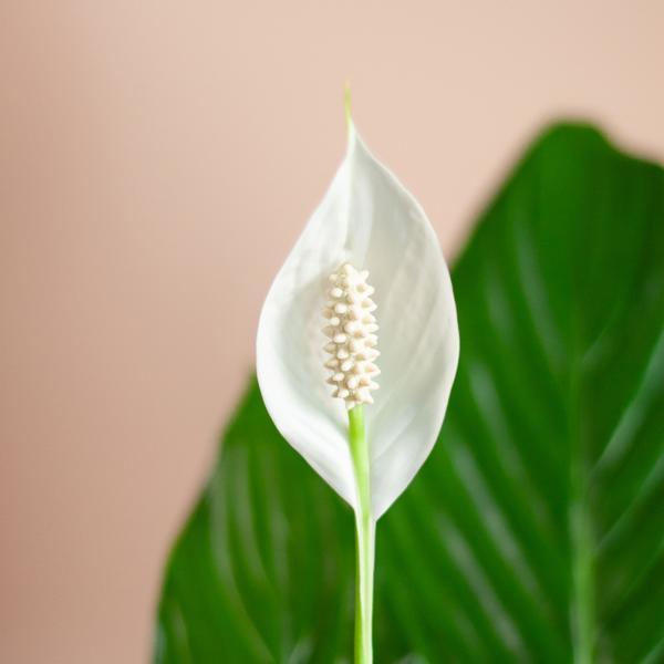 Spathiphyllum inclusief pot naar keuze (80cm - Ø21) Plant Greenify