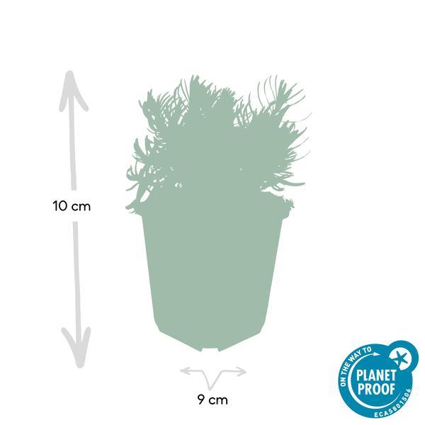 Lavandula 'Hidcote' | 10-25cm - Ø9cm Plant Greenify